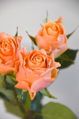 オレンジ色のばら