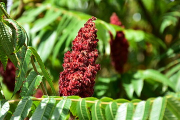 flower of Rhus typhina, the staghorn sumac in nature of Poland near town Krakow