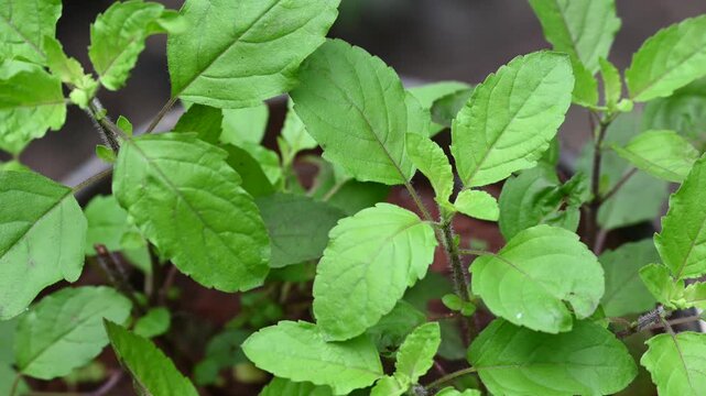 Close up basil leaves, Fresh holy basil leaves and green background