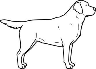 Black outline drawing of a Labrador retriever dog standing, simple line art illustration for coloring book, design, pet graphics