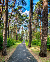 Road in the pine forest leading to sandy  beaches of the Baltic Sea in Jurmala-famous tourist resort in Latvia
