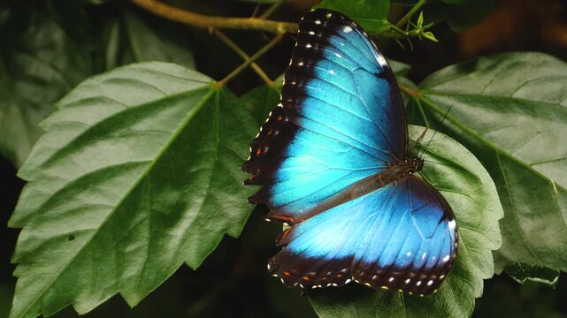 A blue morpho butterfly is sitting on a leaf, slightly moving its wings, and then suddenly flutters away.
