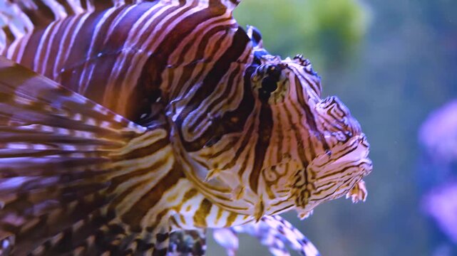 Lionfish- close up of head and side slowly swimming around underwater