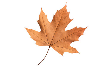 Obraz premium Golden autumn leaf isolated on a white background, showcasing intricate veins and vibrant color details.