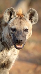 Obraz premium Close-up of a spotted hyena (1)