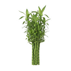 Obraz premium Lucky bamboo stalks with green leaves isolated on transparent background