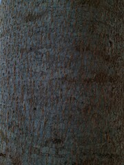 A close-up shot captures the intricate, textured surface of a tree trunk, with its gray and brown bark covered in small, raised patterns.