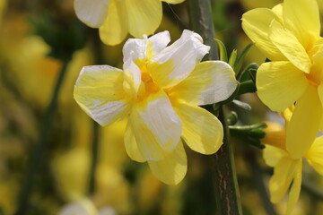 日本の春の庭に咲く黄色いオウバイモドキの花