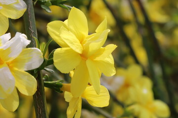 日本の春の庭に咲く黄色いオウバイモドキの花