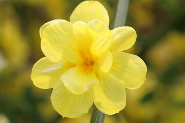 日本の春の庭に咲く黄色いオウバイモドキの花