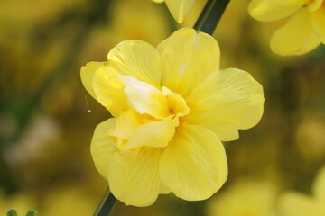 日本の春の庭に咲く黄色いオウバイモドキの花