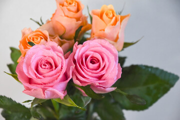 ピンクとオレンジのばら