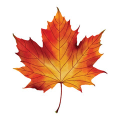Watercolor illustration of an autumn maple leaf in warm red and orange tones, perfect for seasonal design, patterns, product packaging, labels, web design, banners, book illustrations and art prints. 