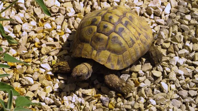 Close up of a small land turtle moving aorund rocks on a sunny day 