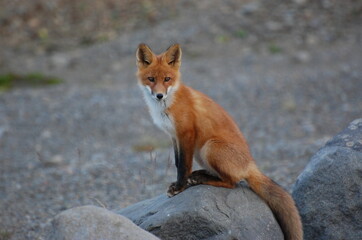 red fox in the wild