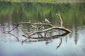 A seagull sits on a snag in the bay of a lake in calm weather