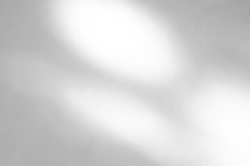 Abstract natural tree branch leaves shadow on white wall background