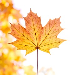 Autumn maple leaf against out-of-focus background