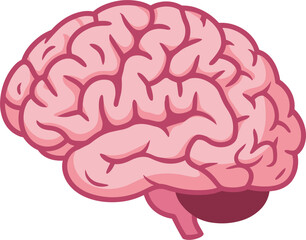 Pink cartoon human brain with cerebellum and detailed convolutions on white background mind thinking