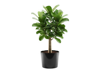 Green potted plant isolated on transparent background