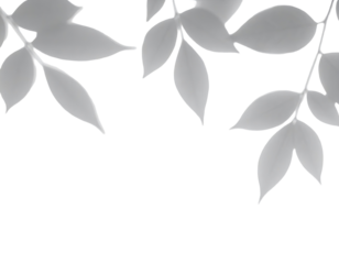 Gray, translucent leaves, softly outlined,  hanging from branches, against a black background