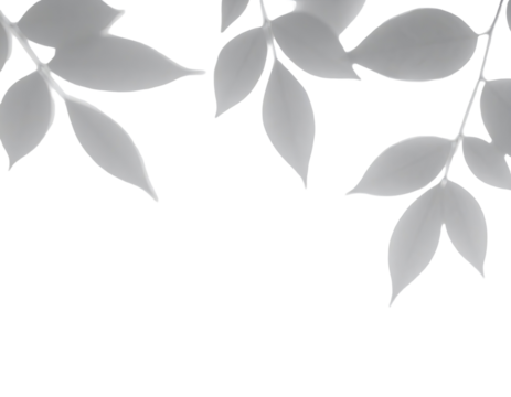 Gray, translucent leaves, softly outlined,  hanging from branches, against a black background