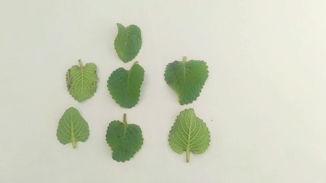 Close up of Coleus Amboinicus Leaf also Known as Indian Borage or Cuban Oregano
