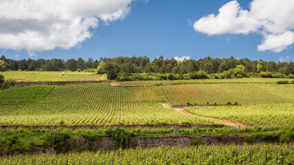 Paysage de vignes en &eacute;t&eacute;. Vignoble bourguignon. C&ocirc;teaux de vignobles. Viticulture estivale. Vignes en France. Rangs de vignes sur une pente de colline.