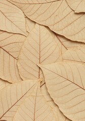 Delicate Leaf Arrangement: A close-up showcases a collection of intricate, dried leaves arranged in a textured composition, revealing the beauty of natural details.
