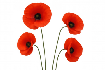 Vibrant red poppy blossoms revealing delicate crimson petals, fully opened against clean transparent backdrop, showcasing floral elegance