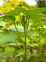 Green leaves extend towards the sun, showcasing vibrant foliage and natural textures in high resolution photo