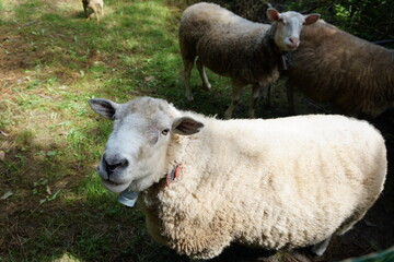 Fototapeta premium Retrato de oveja curiosa mirando a la cámara