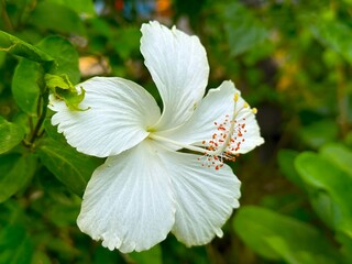 A blooming white hibiscus flower showcases delicate petals with vibrant orange pollen among verdant leaves