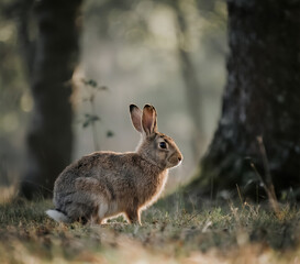Fototapeta premium Wild Hare in the Forest Rabbit Among Trees Nature Wildlife Scene with Hare