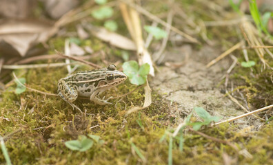 カエルをマクロレンズで撮影
