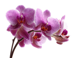 Purple orchid flower, tropical plant, delicate petal, exotic bloom, isolated transparency