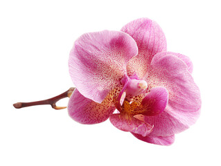 Pink orchid flower, delicate petal, tropical plant, isolated, elegant, natural beauty