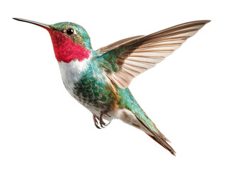 Fototapeta premium Hummingbird, bird, animal, flying, colorful Graceful hummingbird with vibrant green, red