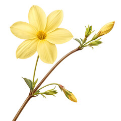 Fototapeta premium winter jasmine flower isolated on white background