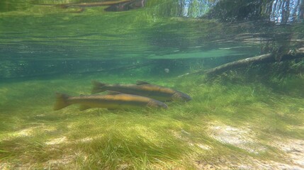 Obraz premium Underwater scene of a trout swimming in a clear river, showcasing aquatic tranquility and wildlife. wildlife magazines,
