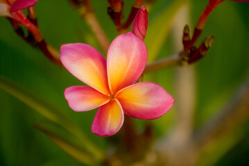 Pink and Yellow Plumeria Flower Close-Up, vibrant plumeria flower featuring pink and yellow gradient petals surrounded.