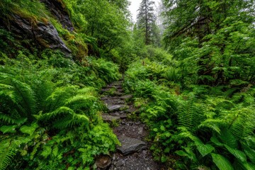 Obraz premium Lush forest path, wet and verdant