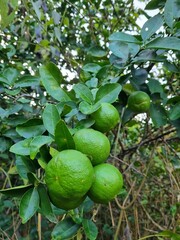 Several Southeast Asia green limes growing on a lemon tree against forest background. Lemon fruits typically round , green and sour taste.