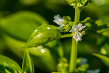 Close-up photograph of fresh basil with green leaves, captured with a 105mm lens. Detailed view of leaf texture and color, perfect for culinary, gardening, and natural-themed projects