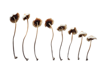 Row of slender mushrooms with light caps and long stems