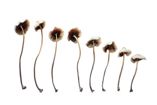 Row of slender mushrooms with light caps and long stems