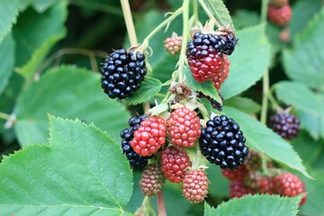 Bush with ripening backberries, lat. Rubus  fruticosus Thornless in the garden. Detail of bush branch with sweet blackberries in a garden.