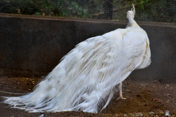 white peacock in the water
