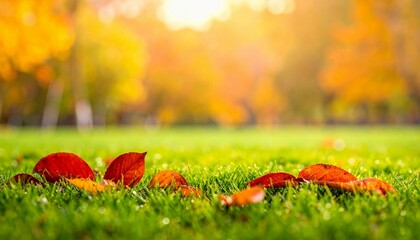 秋色の落ち葉　緑の芝生に映える紅葉の彩り