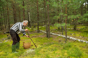 Elderly gray-haired man with a stick and basket picking mushrooms in a pine forest with green moss. Authentic rural life, real people, foraging tradition, and simple lifestyle in nature.
